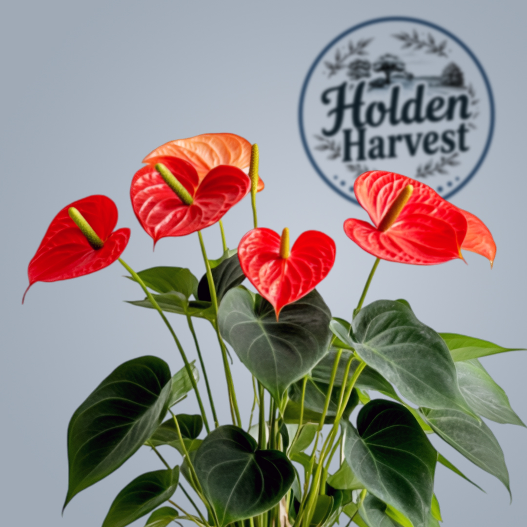 Anthurium -red